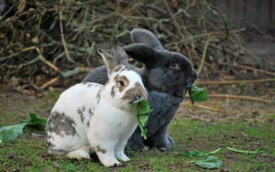 Kokzidien bei Kaninchen