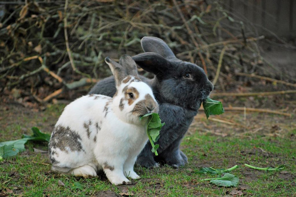 Kokzidien bei Kaninchen